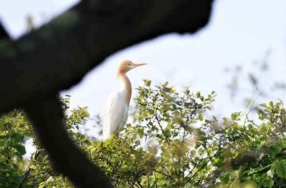 池近くの木に止まったアマサギ